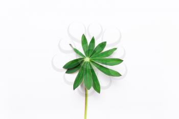 Leaf, green flower on a white background.. Minimalistic natural concept. View from above, flat