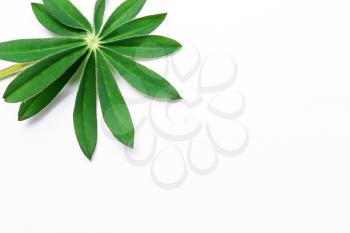 minimalism, Natural background,  with one  green leaves. Top view, flat