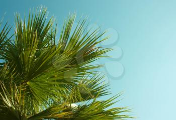 Green leaf of palm tree on blue sky background .vintage toned and stylized.Sunny day at the sea
