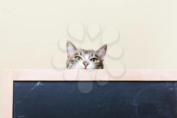 The cat looks out from behind the chalkboard. Curious kitten.