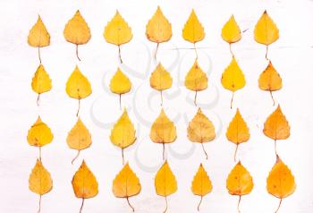yellow leaves in a row. Autumn background