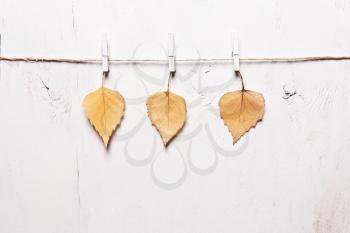 Autumn concept. Three yellow leaves on a white background