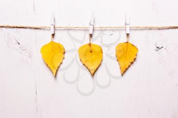 Three yellow leaves on a white background on clothespins. Autumn concept