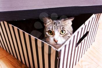 funny kitten is sitting in a striped cardboard box