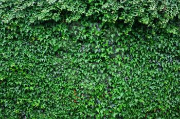 Wall of green ivy leaves. Natural, organic background