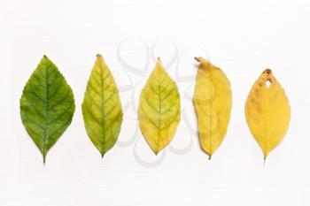 Yellow and green leaves in a row. Flat view. Autumn concept