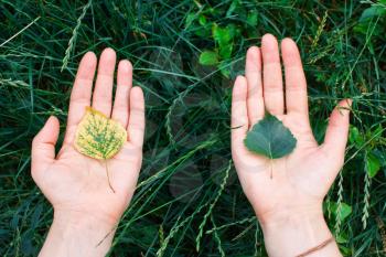 Yellow and green sprout in the palms of hands. The concept of conservation, ecology, environment