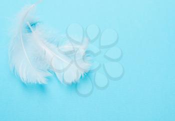 White feathers on blue background. Concept of purity. Art, creative. Tenderness, softness. Top view, flat
