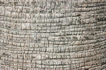 Palm tree bark texture. Natural minimalistic background. 