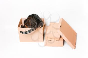 The cat looks in a cardboard box. Eco-friendly packaging. Transportation, transportation of things