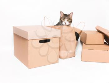 Cute cat looks out of the crafting package. Cardboard boxes. Eco-friendly packaging