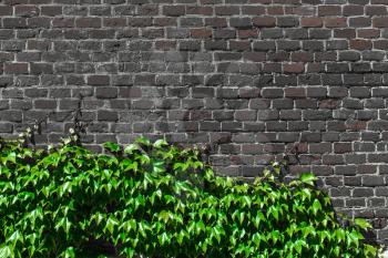 Green ivy leaves on a dark brown brick wall. Natural rustic background. Copy space