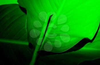 Leaf in dark green neon light. Abstract floral trend background. Copy space