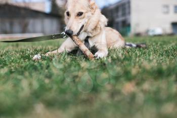 Beige beautiful dog, Husky nibbles a stick