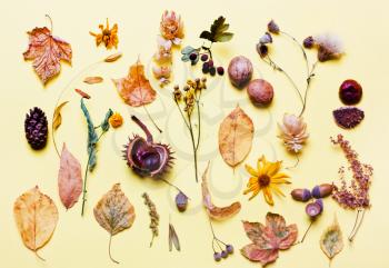 Background creative of yellow dry leaves, acorn, walnut, flowers. 