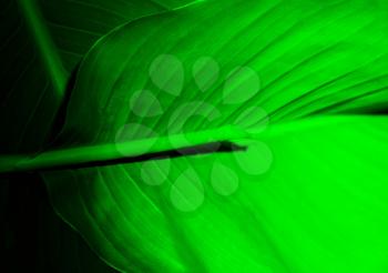 Leaf in dark green light. Abstract floral trend background. Copy space