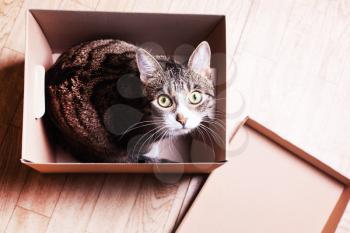funny, cute cat sits in a cardboard box, peeks out