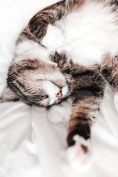 The cat sleeps sweetly and happily, rests, relaxes on a white sheet, bed.