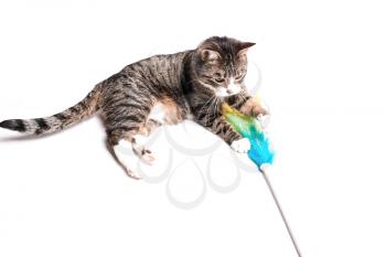 Cat with a brush, a broom for cleaning dust. Cleaning concept