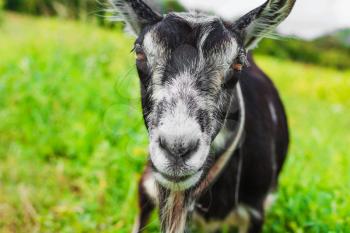 Beautiful closeup portrait of a goat on the background of nature