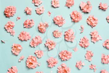 Pastel composition of coral, pink flowers on a blue background. Natural festive 