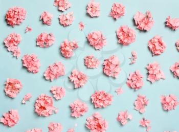Pastel composition of coral, pink flowers, on a blue background. Natural festive 