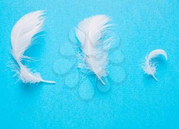 White feathers on blue background. Concept of purity. Art, creative. Tenderness, softness. Top view, flat