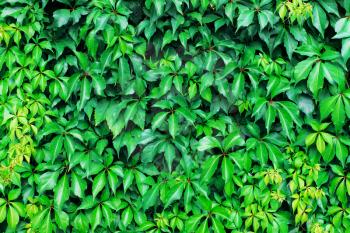 Green leaves, ivy. Natural fresh background