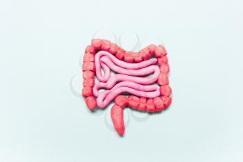 Intestine model on a blue background. The concept of the treatment of stomach disease, microflora, diarrhea, constipation