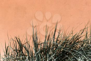 Pastel green long leaves of grass on an orange wall background