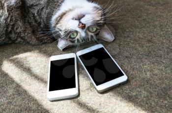 Funny cat and screen of two phones, smartphones
