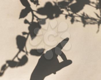 Female hand shadow with dry white flower and leaves. Floral minimal design. Styling, trend for bloggers