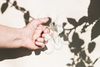 female hand with a dry white flower and a shadow from the leaves. Floral minimal design. The concept of fading, ending.