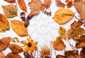 Yellow dry leaves, acorns, flowers, chestnut. Natural autumn background