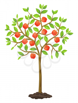 Fruit tree with apples. Illustration for agricultural booklets, flyers garden.