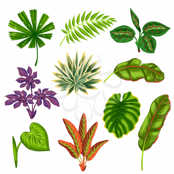 Set of stylized tropical plants and leaves. Objects for decoration, design on advertising booklets, banners, flayers.