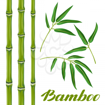 Set of bamboo plants and leaves. Objects for decoration, design on advertising booklets, banners, flayers.