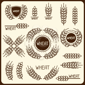 Design elements with wheat. Agricultural image natural ears of barley or rye. Objects for decoration bread packaging, beer labels. 
