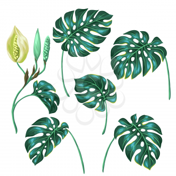 Stylized monstera leaves. Decorative image of tropical foliage and flower. Objects for decoration, design on advertising booklets, banners, flayers.