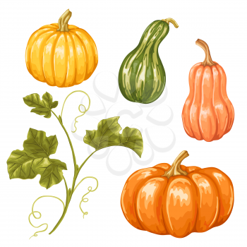 Set of pumpkins. Collection decorative vegetables and leaves.