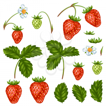 Set of red strawberries, flowers and leaves.