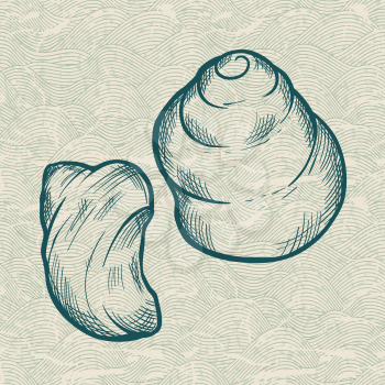 Sea shells. Original hand drawn illustration.