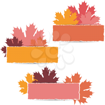 EPS10 Autumn maple leaves design. Vector illustration.