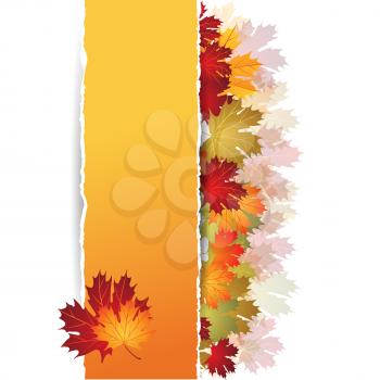 EPS10 Autumn maple leaves background. Vector illustration.
