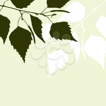 Fresh background of  green birch leaves.