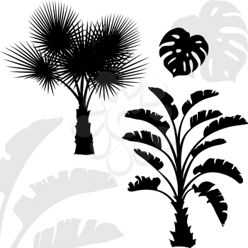 Palm trees black silhouettes on white background.