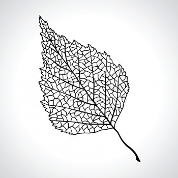 Black macro leaf of birch tree isolated.