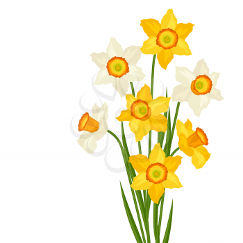 Bouquet of flowers narcissus on white background.