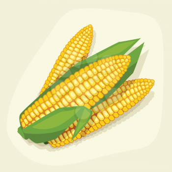 Stylized vector illustration of fresh ripe corn cobs.