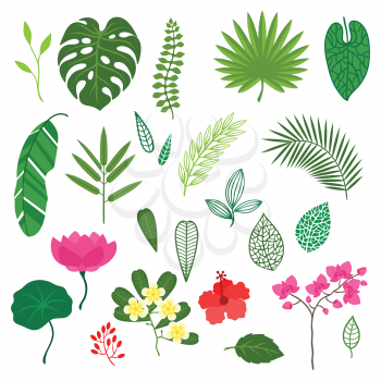 Set of stylized tropical plants, leaves and flowers.